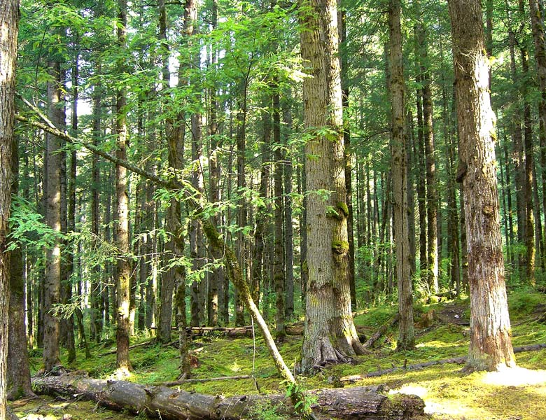 Lesy v Jiuzhaigou